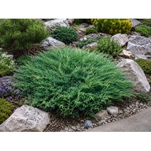 Borievka plazivá (Juniperus horizontalis) ‘ANDORRA COMPACT’ – výška 20-30 cm, ⌀ 20-30 cm, kont. C3L